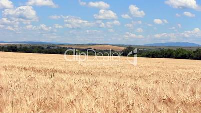 Wheat Field Version 2
