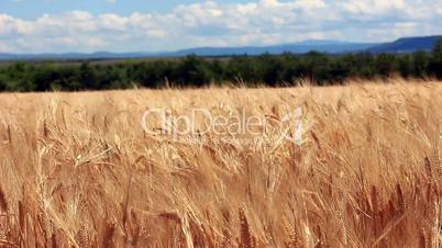Wheat Field Version 1