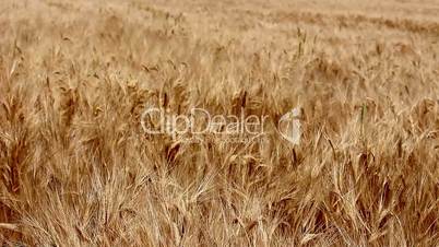 Wheat Field Version 3