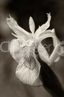 Sumpf-Schwertlilie - Iris pseudacorus - schwarz-weiss - sepia