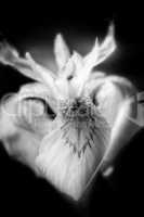 Sumpf-Schwertlilie - Iris pseudacorus - Fliege