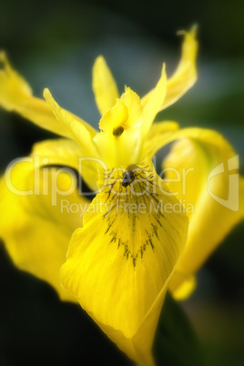 Sumpf-Schwertlilie - Iris pseudacorus - Fliege