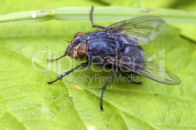 Echte Fliege - Muscidae - Makro