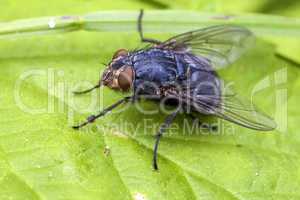 Echte Fliege - Muscidae - Makro