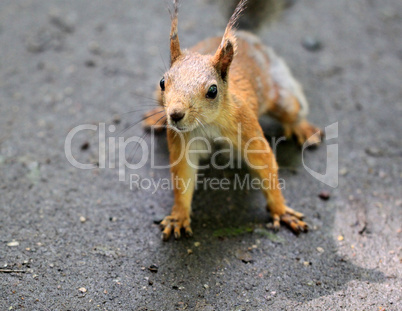 Portrait of a beautiful squirrel