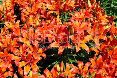 beautiful redheaded lilies