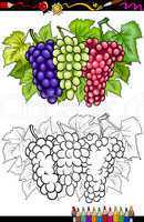 grapes fruits illustration for coloring book
