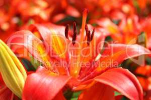 beautiful redheaded lilies