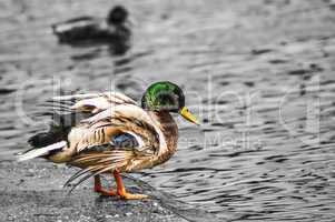 wild ducks 002-130404