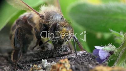 Bee beetle macro
