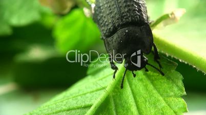 Beetle macro bug