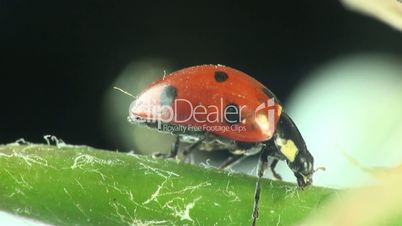 Ladybug macro