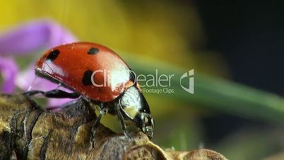 Ladybug macro