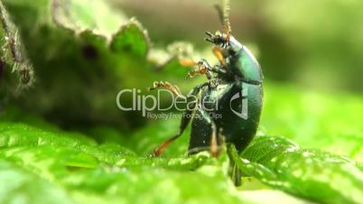 Beetle Mimela