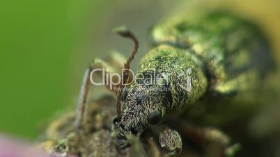 Weevil beetle macro