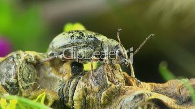 Weevil beetle macro