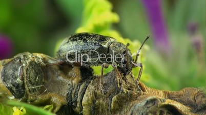 Weevil beetle macro