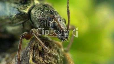 Weevil beetle macro