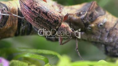 Weevil beetle macro