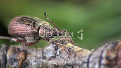 Weevil beetle macro