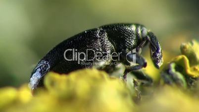 Weevil beetle macro