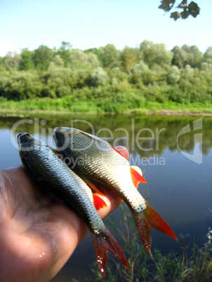 beautiful rudd laying in the hand