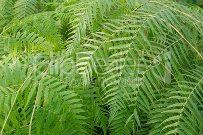 Ferns picture