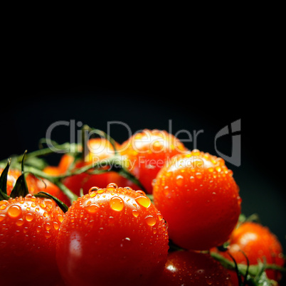 Wet cherry Tomatoes