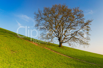 lonely tree in the slope