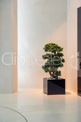 bonsai in the modern interior