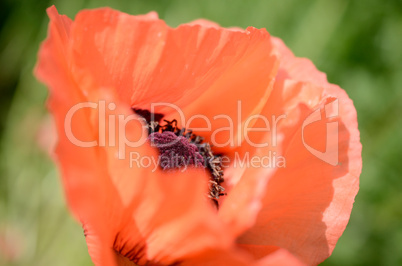 Poppies