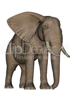 Elephant - 3D render