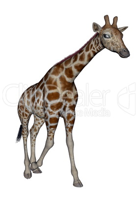 Giraffe - 3D render