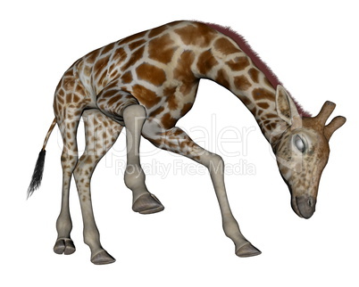Giraffe head down - 3D render