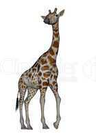 Giraffe turning head - 3D render