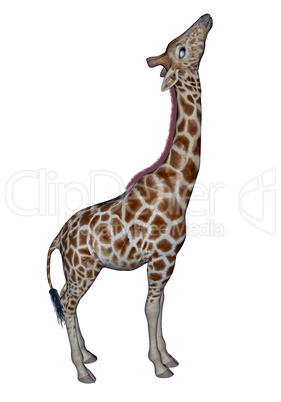 Giraffe head up - 3D render