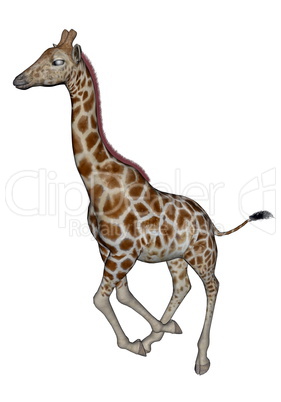 Giraffe running - 3D render