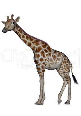 Giraffe - 3D render