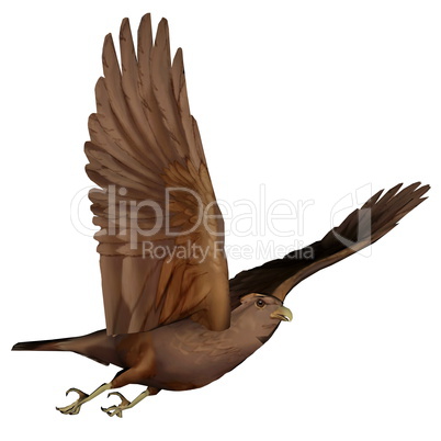 Hawk flying - 3D render