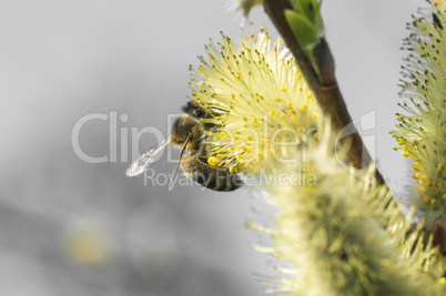Honeybee 004-130414