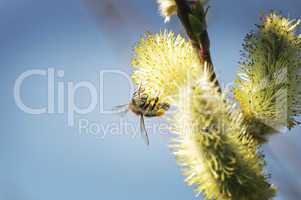 Honeybee 007-130414