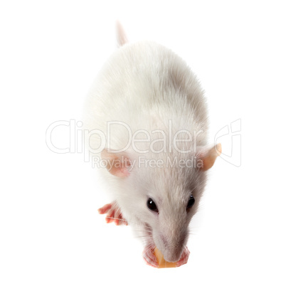 fancy rat eating piece of cheese