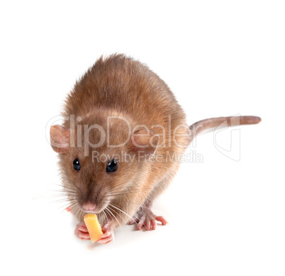 fancy rat (rattus norvegicus) eating piece of cheese