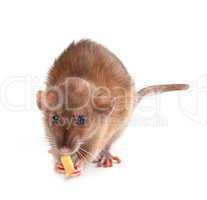 fancy rat (rattus norvegicus) eating piece of cheese