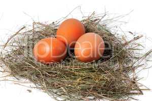 chicken eggs in nest