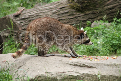 Waschbär