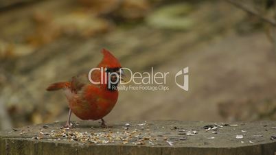 Red Cardinal Eating on Stump