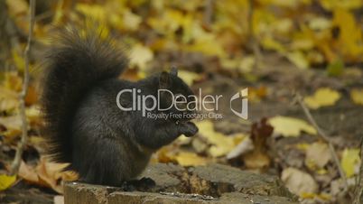 Fat Autumn Squirrel Eating