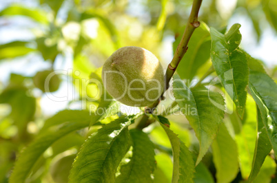 Junger Pfirsich am Baum