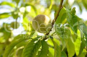 Junger Pfirsich am Baum